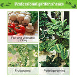 Sécateurs d'outils de jardin : cisailles à bonsaï et ciseaux de taille de qualité supérieure